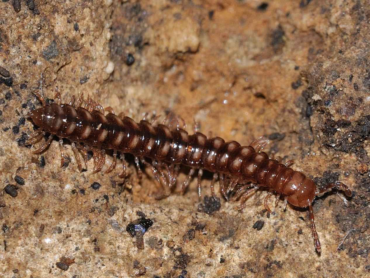 Diplopoda ID (Paradoxosomatidae)